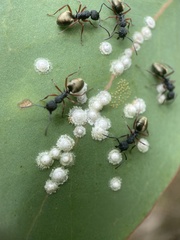 Dolichoderus scabridus