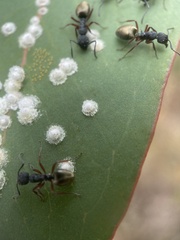 Dolichoderus scabridus