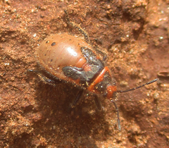 Graptostethus