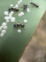 Dolichoderus scabridus