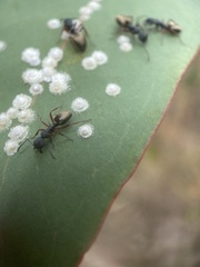 Dolichoderus scabridus