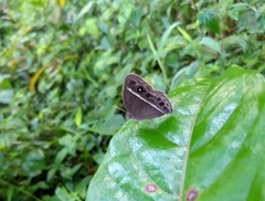 Mycalesis mineus