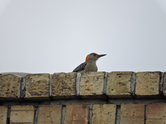 Melanerpes aurifrons