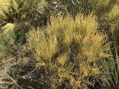 Choretrum glomeratum