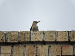 Melanerpes aurifrons