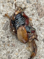 Anoplognathus montanus