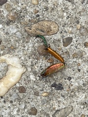 Anoplognathus montanus