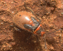 Graptostethus