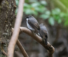 Eopsaltria pulverulenta