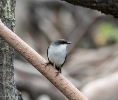 Eopsaltria pulverulenta