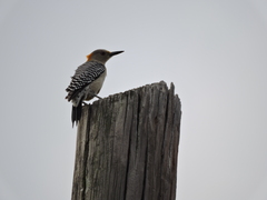 Melanerpes aurifrons