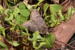 Cerastis faceta
