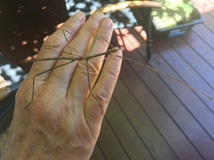 Anophelepis telesphorus