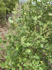 Chenopodium oahuense