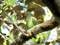 Amazona autumnalis salvini