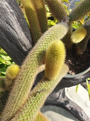 Cleistocactus winteri