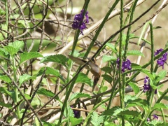 Phaethornis striigularis