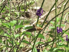 Phaethornis striigularis