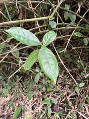 Odontonema cuspidatum