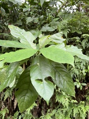 Odontonema cuspidatum
