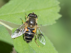 Eristalis picea