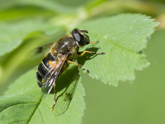 Eristalis picea