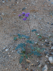 Phacelia crenulata