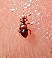 Pselaphophus atriventris