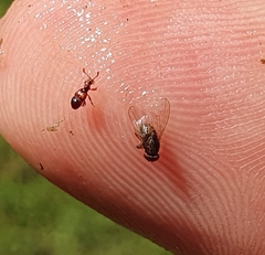 Pselaphophus atriventris