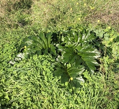 Acanthus mollis