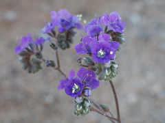 Phacelia crenulata