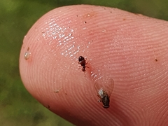 Pselaphophus atriventris