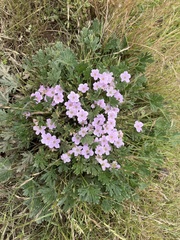 Geranium antrorsum