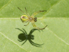 Araniella cucurbitina
