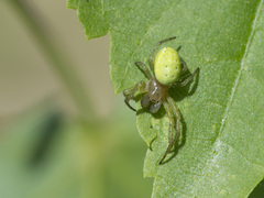 Araniella cucurbitina