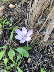 Crocus minimus