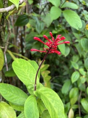 Odontonema cuspidatum