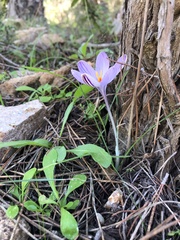 Crocus minimus