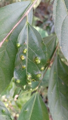Ficus irisana