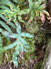 Phlebodium aureum