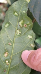 Ficus irisana