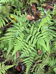 Deparia petersenii