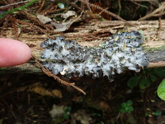 Pseudocyphellaria dissimilis