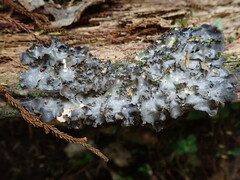Pseudocyphellaria dissimilis