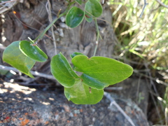 Dioscorea elephantipes