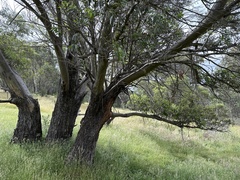 Eucalyptus stellulata