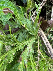 Selaginella arbuscula
