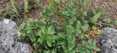 Rhus standleyi