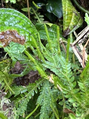 Selaginella arbuscula