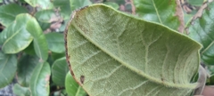 Rhus standleyi